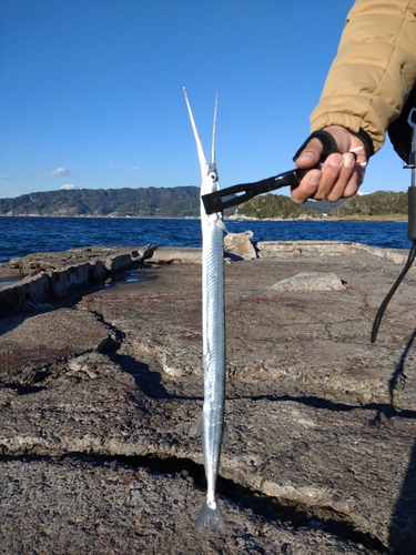 ダツの釣果