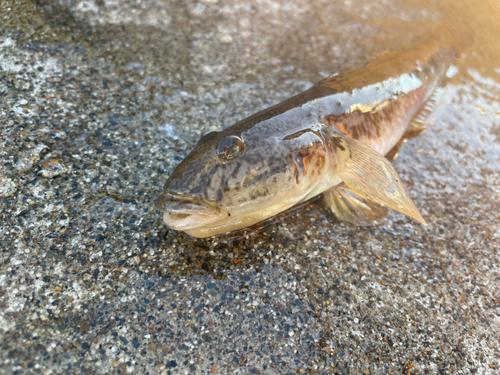 マハゼの釣果