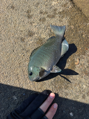 クロの釣果