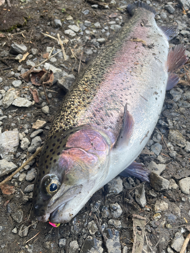 キングサーモンの釣果