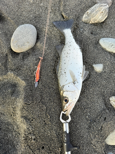 セイゴ（ヒラスズキ）の釣果