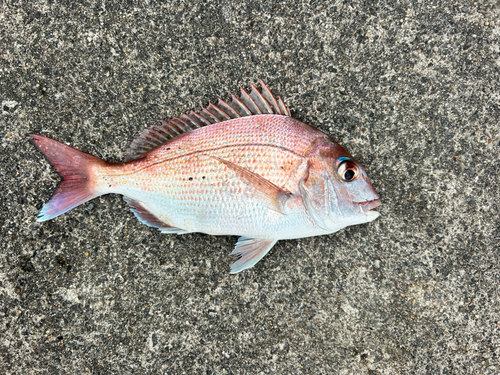 タイの釣果