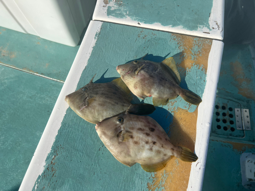 カワハギの釣果