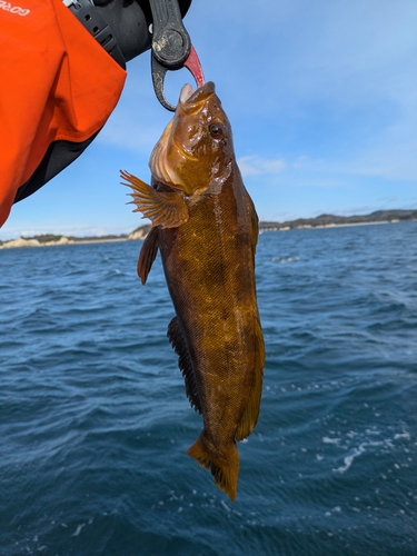 アイナメの釣果