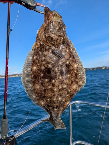 ヒラメの釣果