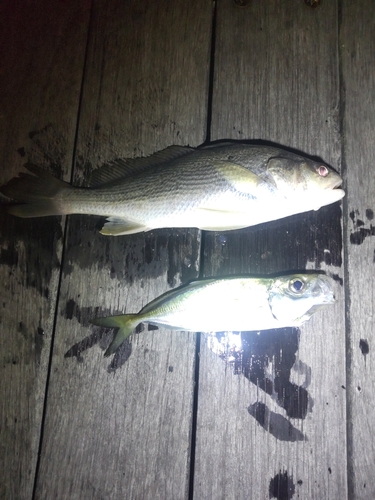 ニベの釣果