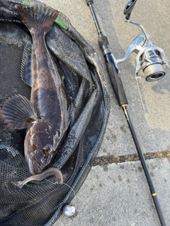 アイナメの釣果