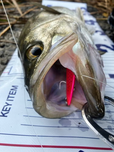 シーバスの釣果