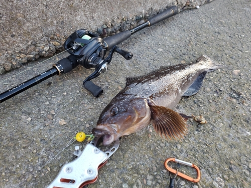 アイナメの釣果