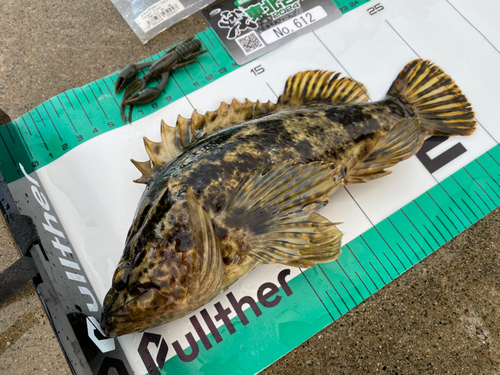 タケノコメバルの釣果