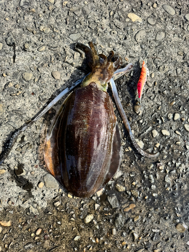 コウイカの釣果