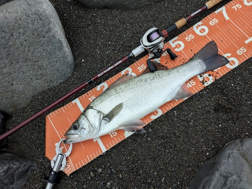 ヒラスズキの釣果