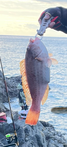 ブダイの釣果