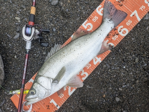 ヒラスズキの釣果