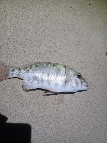 アミメフエダイの釣果