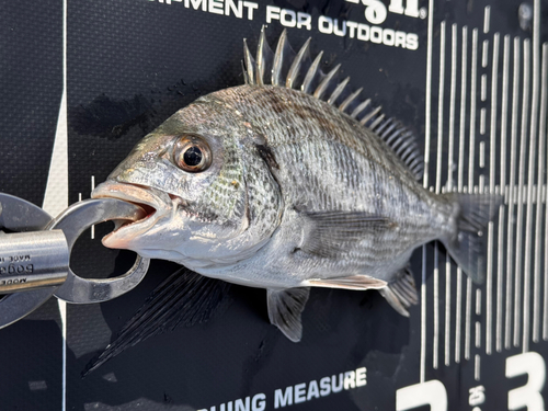 チヌの釣果