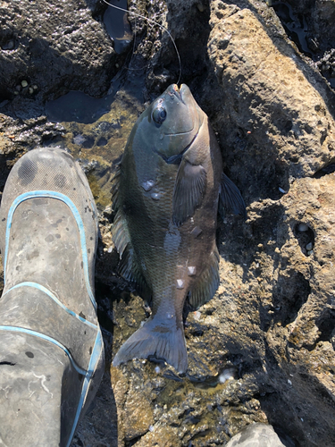 ヘダイの釣果