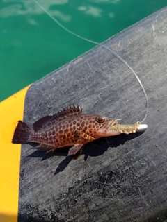 オオモンハタの釣果