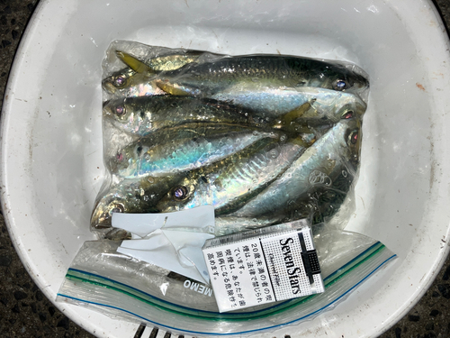 アジの釣果