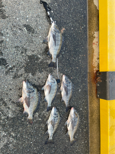 チヌの釣果