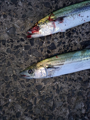 サゴシの釣果