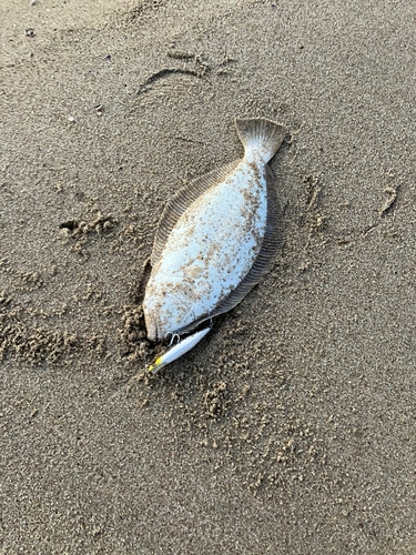 ソゲの釣果