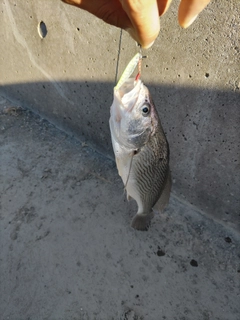 イシモチの釣果