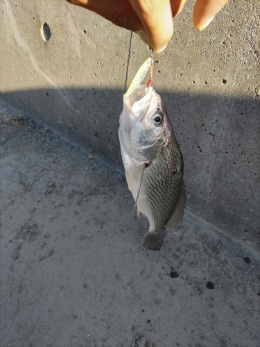 イシモチの釣果