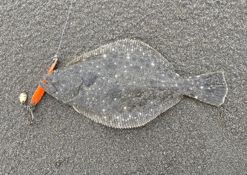 ソゲの釣果