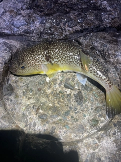 ショウサイフグの釣果