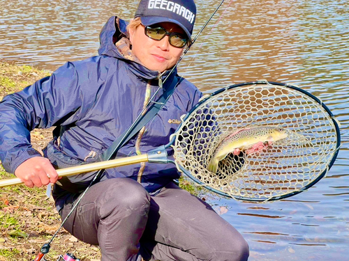 ブラウントラウトの釣果