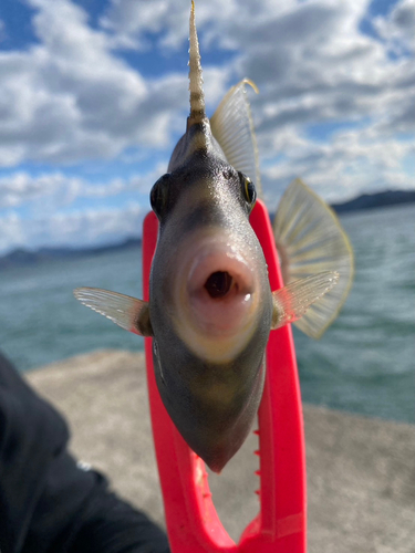 カワハギの釣果