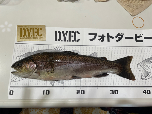 スチールヘッドの釣果