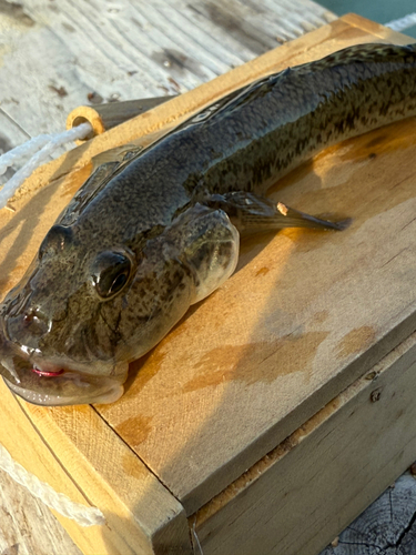 ハゼの釣果