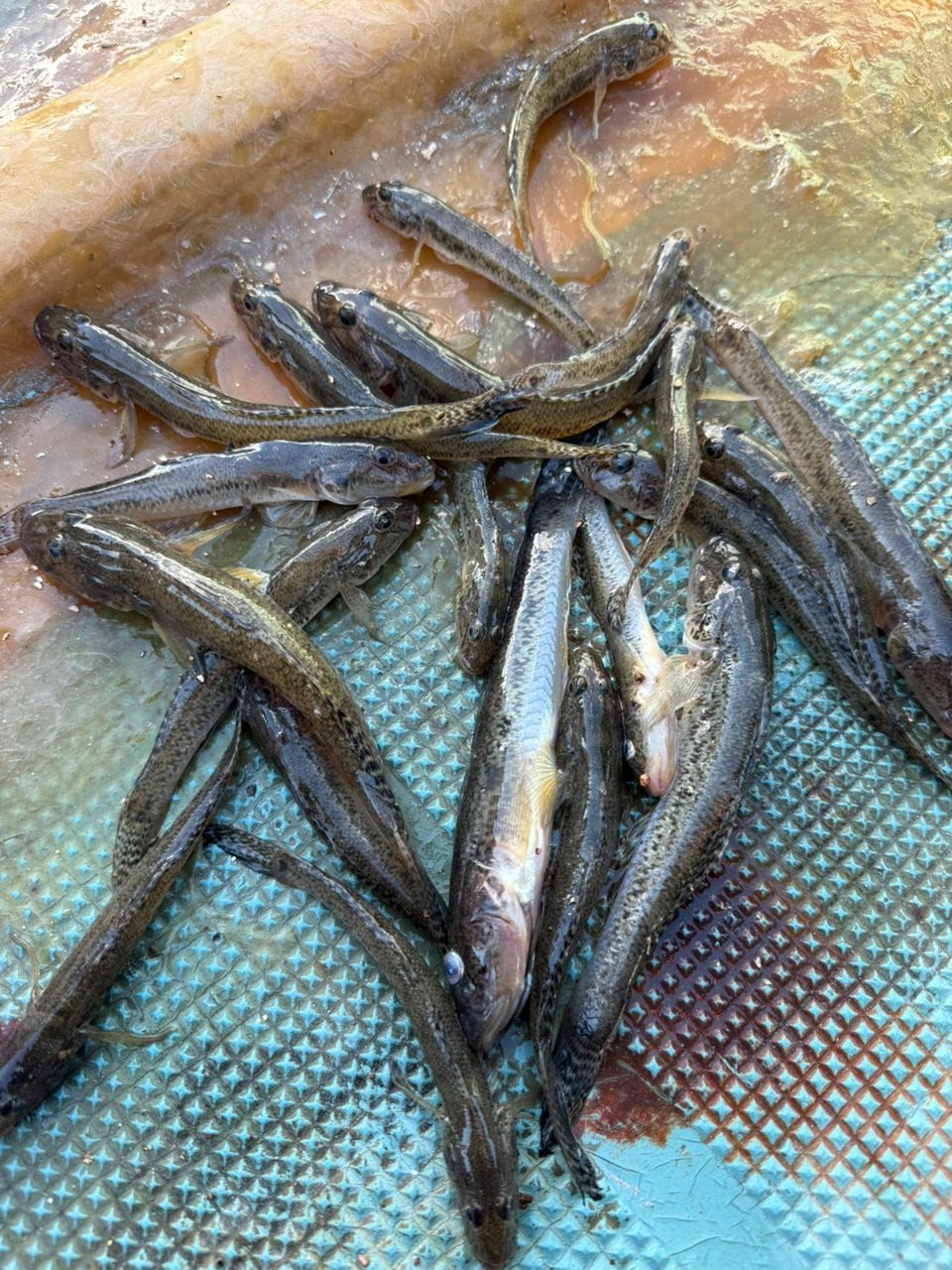 それでも釣りに...。さんの釣果 2枚目の画像