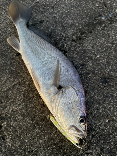 ニベの釣果