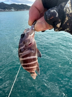 アオハタの釣果