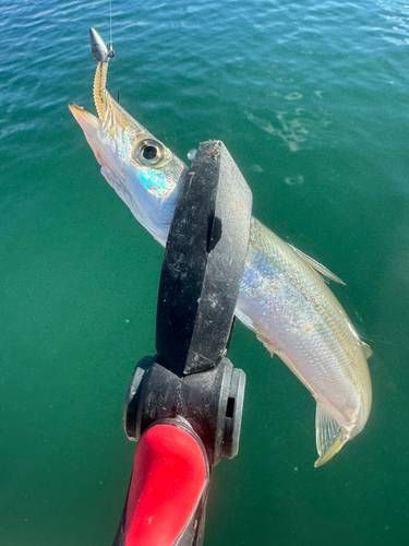 アカカマスの釣果