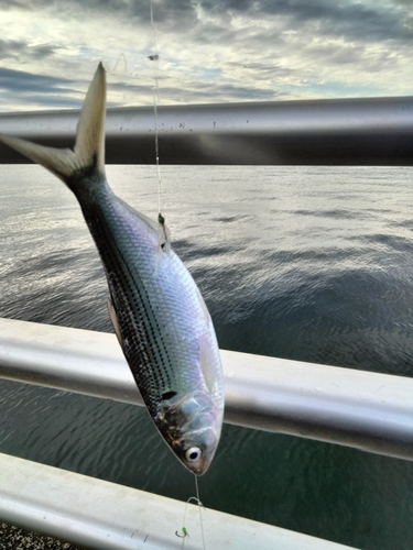 コノシロの釣果