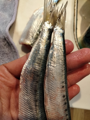 マイワシの釣果