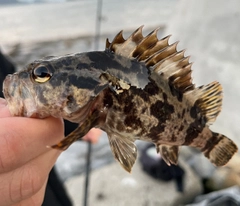 タケノコメバルの釣果