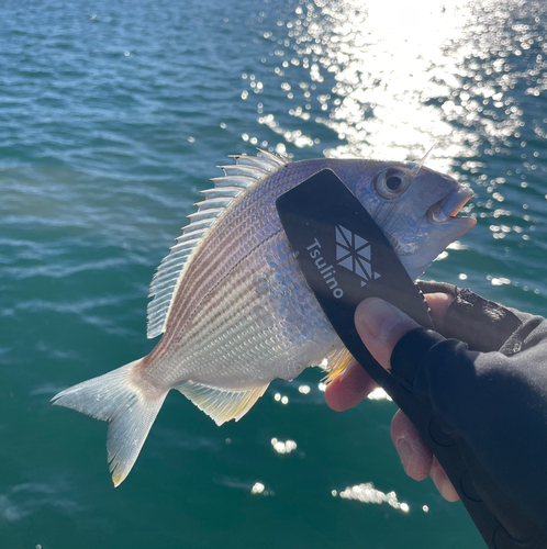 ヘダイの釣果