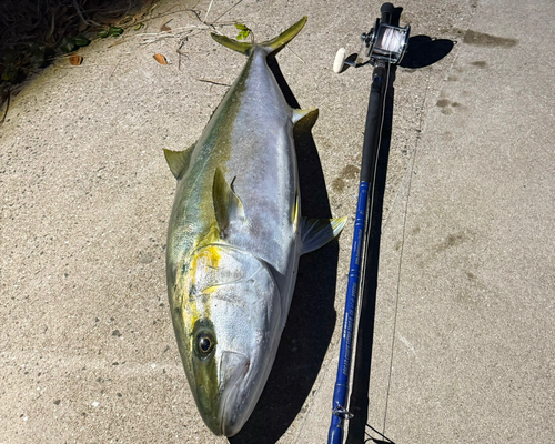 ヒラマサの釣果