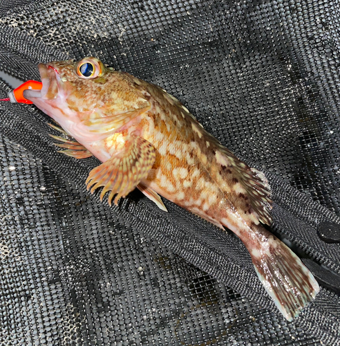 カサゴの釣果