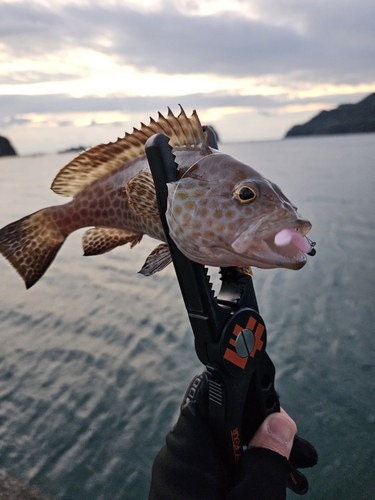 オオモンハタの釣果