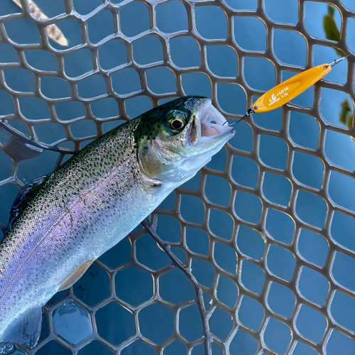 ニジマスの釣果