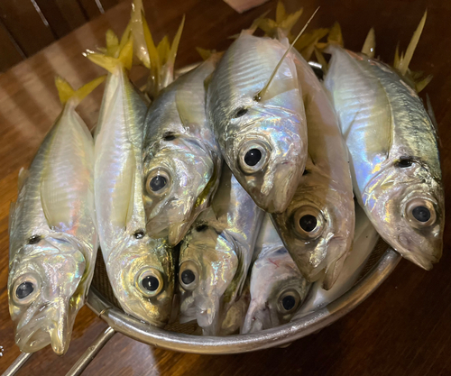 アジの釣果