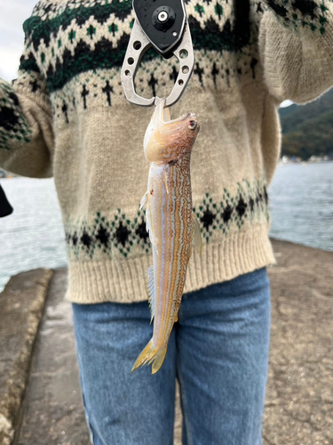 エソの釣果