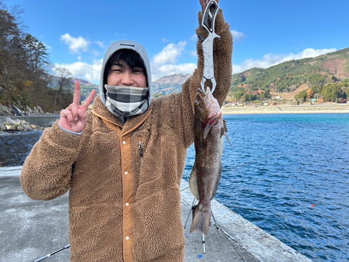 アイナメの釣果