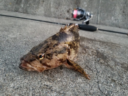 タケノコメバルの釣果